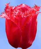 очаровательный тюльпан