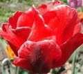тюльпаны фото - Абба