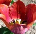 тюльпаны Малалайка