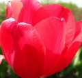 тюльпаны Тринити