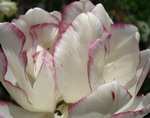 тюльпаны махровые фото - Белика