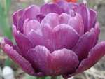 тюльпаны махровые фото - Блю Даймонд