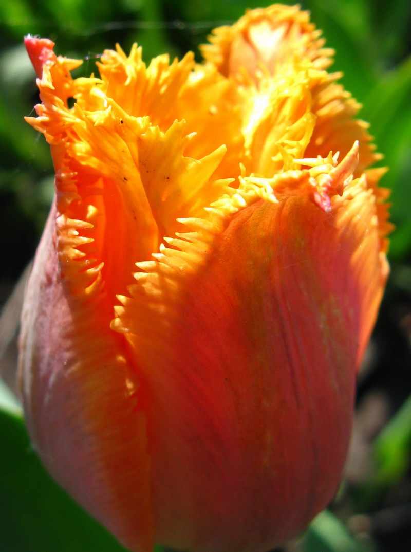 ранний бахромчатый тюльпан Ламбада