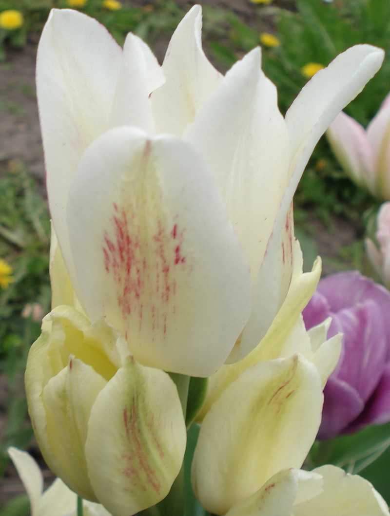 многоцветковые тюльпаны - Кенди Клаб 