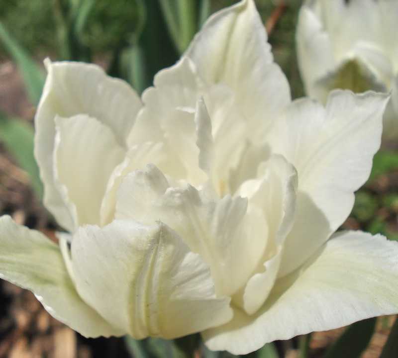 белый тюльпан Маунт Такома 