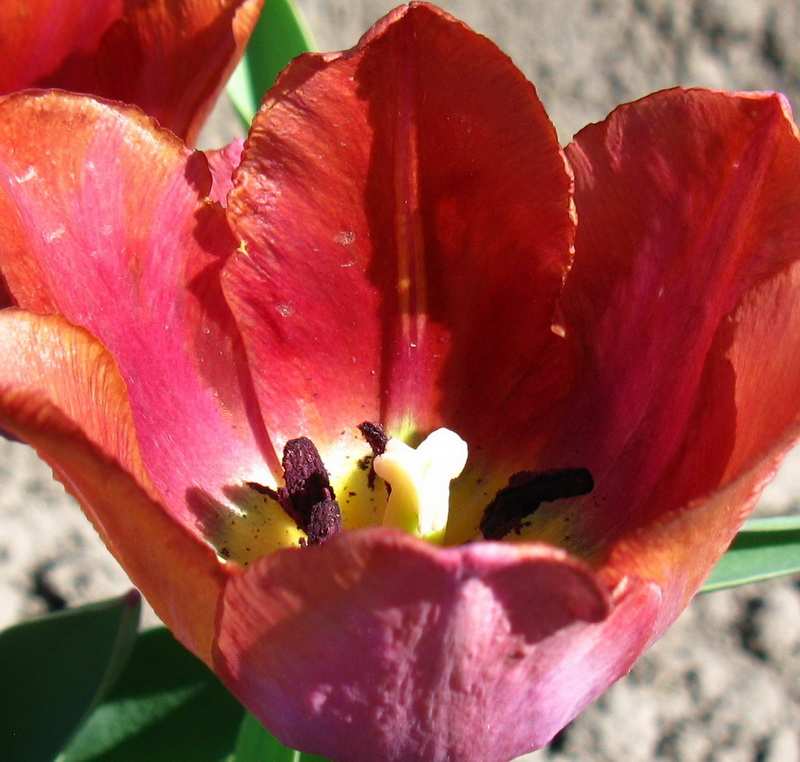 тюльпан Малалайка 