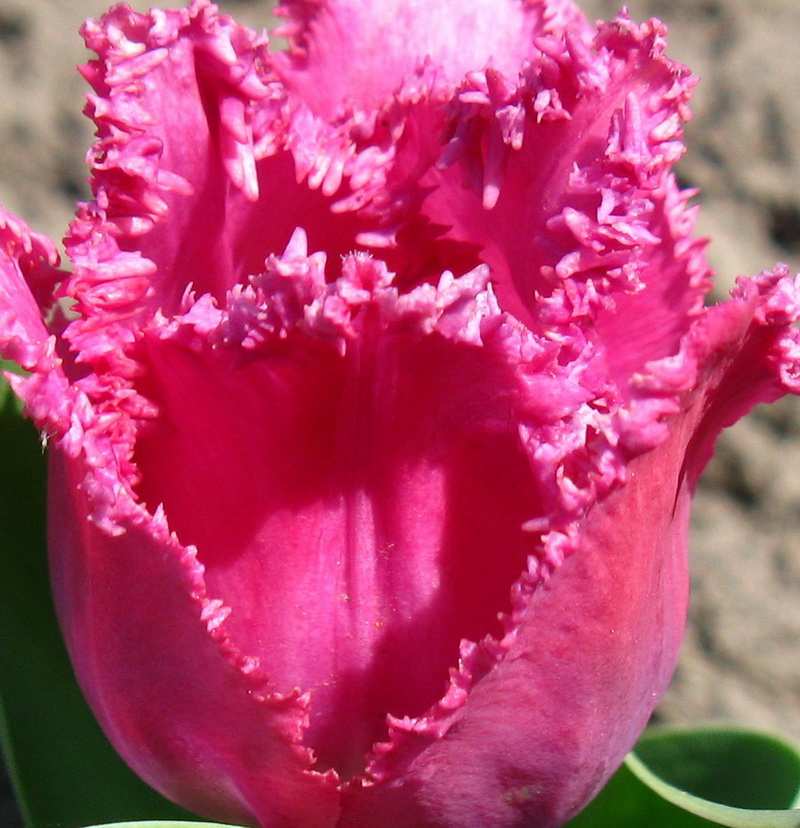 фото сибирских тюльпанов - Тревеллер 